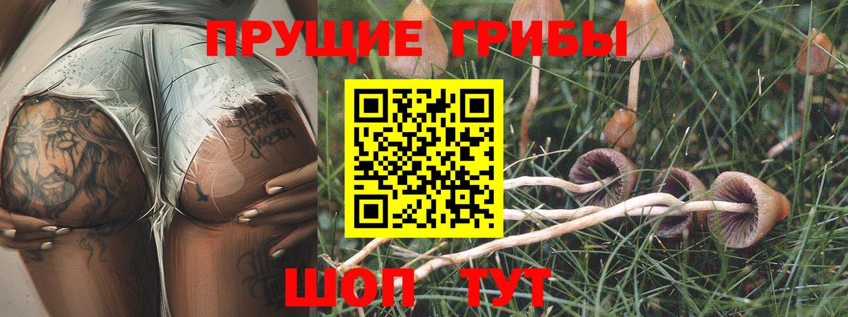 Галлюциногенные грибы GOLDEN TEACHER  Вход с VPN  Кинель  Галлюциногенные грибы Magic Shrooms 